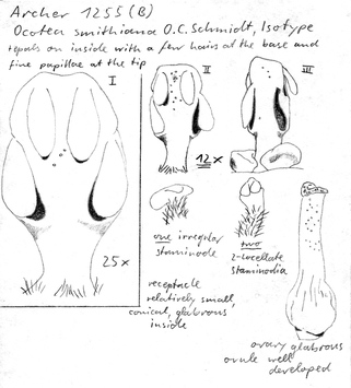 Vorschaubild Ocotea smithiana O. Schmidt